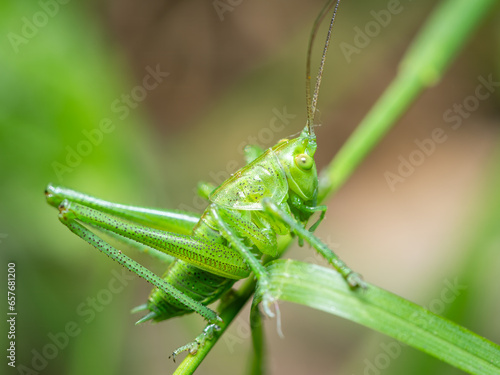 A Great green bush cricket resting on a leaf