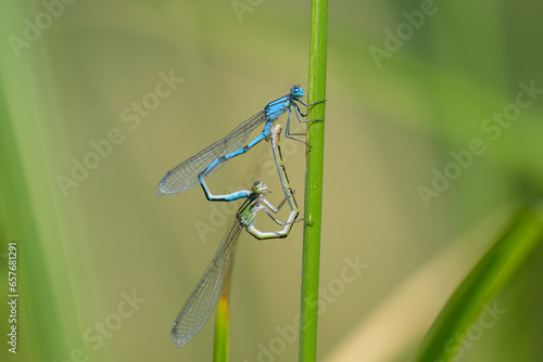 A pair of Common blue damselflies resting