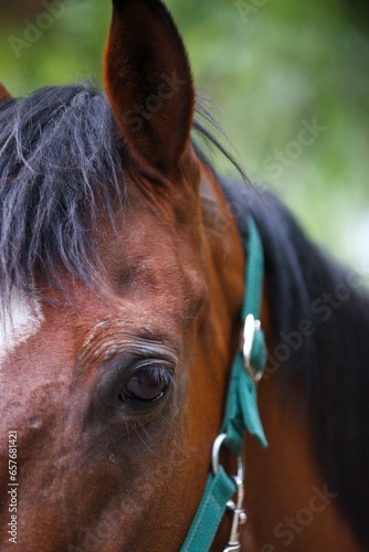close up of a horse