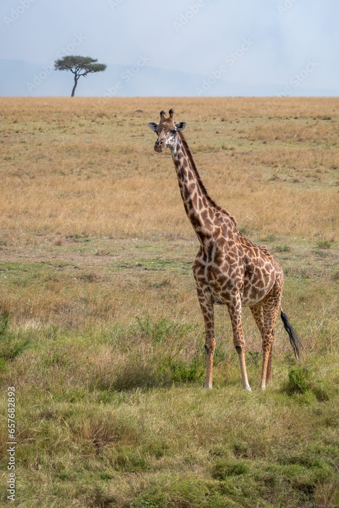 Fototapeta premium Explorando la belleza salvaje del safari de Kenia, donde majestuosos animales africanos deambulan libres en su hábitat natural. En el corazón de la naturaleza salvaje de Kenia, esta fotografía. 