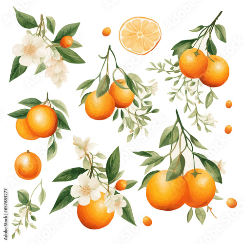 set of watercolor oranges , leaves, flowers, tangerins vectors