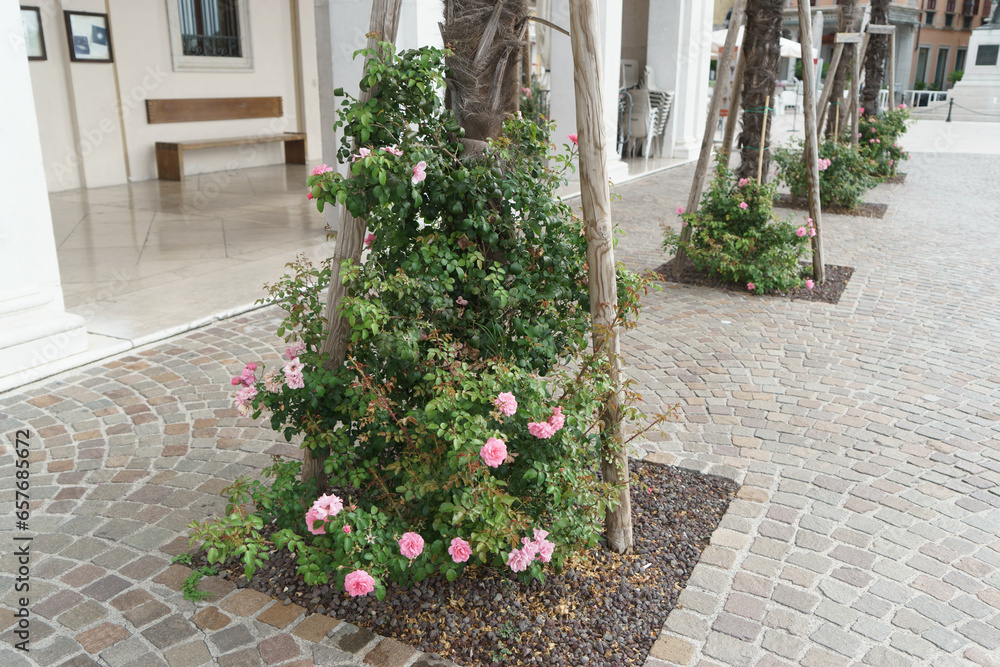 Fiori