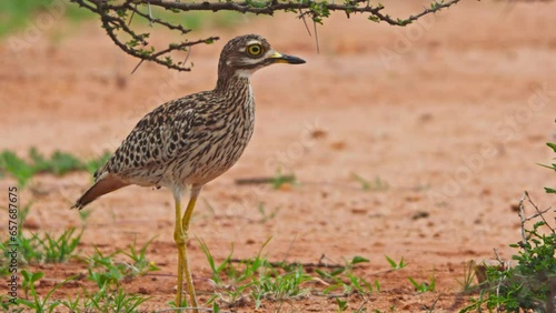 Long lens of a spotted thick-knee (Burhinus capensis) bird looking at the camera and running behind a bush during the morning in Africa. photo