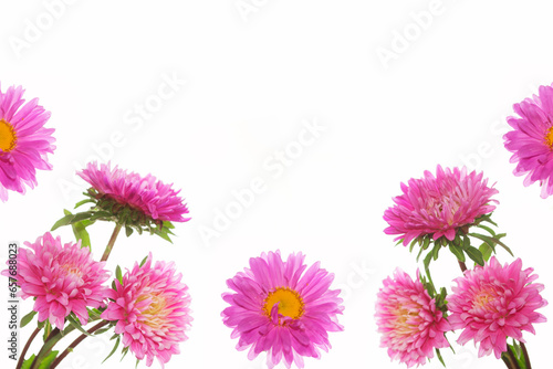 Colorful bright flower aster isolated on white background.