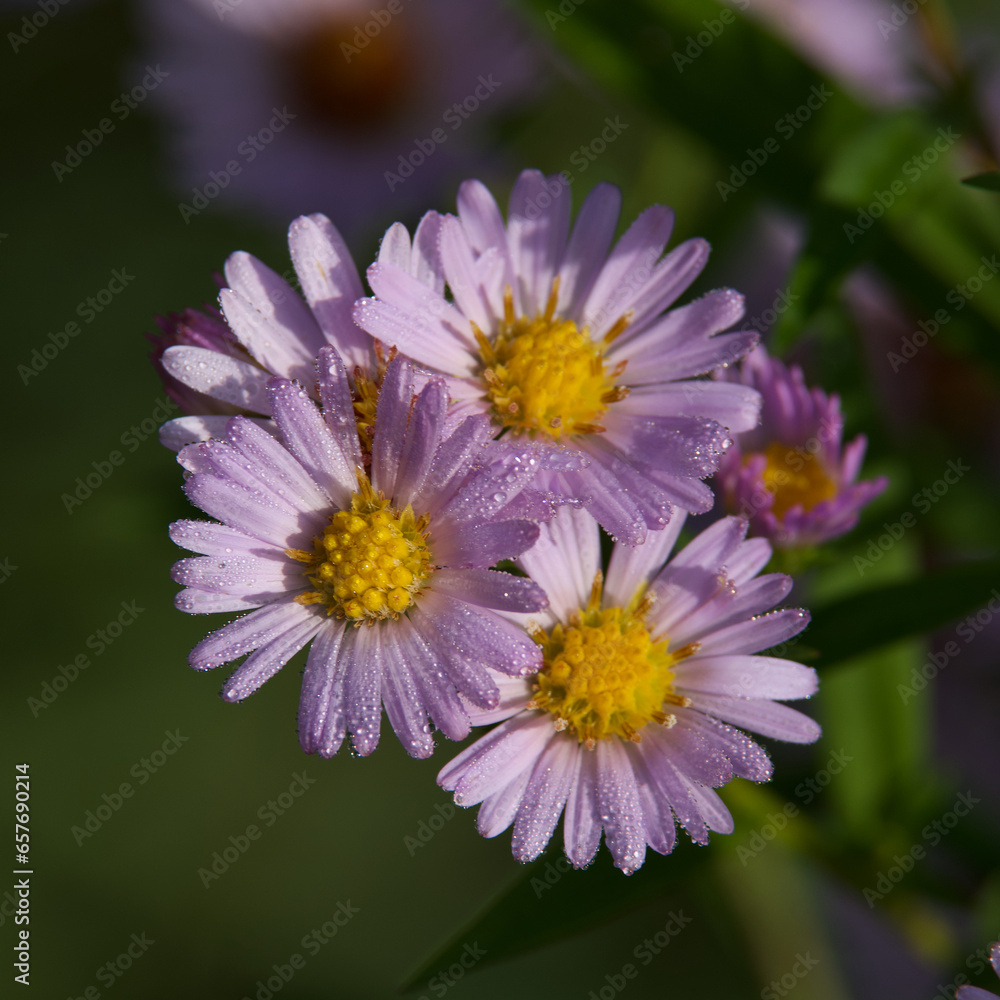 Close up on romantic wild pink flowers (symphyotrichum) in the morning sun with dew drops. Close up on romantic wild pink flowers (symphyotrichum) in the morning sun with dew drops.
