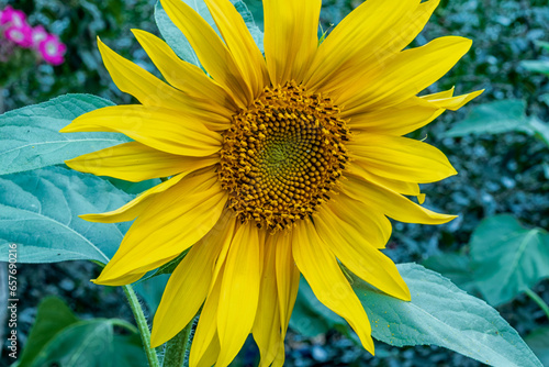 Sunflower growing in the garden, close-up.