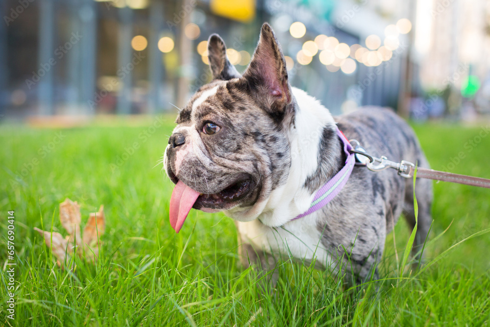 a beautiful french bulldog with his tongue hanging out stands on the grass with a leaf