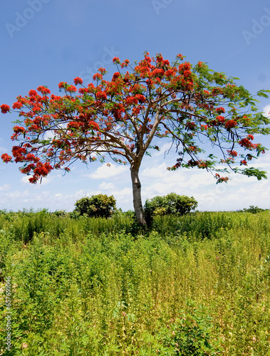 framboyán dominicano