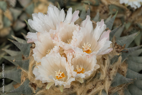 Fototapeta Naklejka Na Ścianę i Meble -  White cactus flower in detail.
