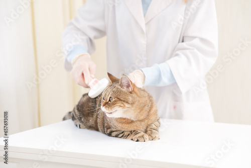Fototapeta Naklejka Na Ścianę i Meble -  Veterenar brushes the cat's fur with a scratcher in vet clinick.