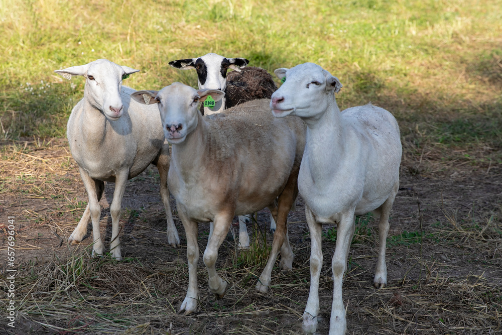 Fototapeta premium Sheep on a small family farm