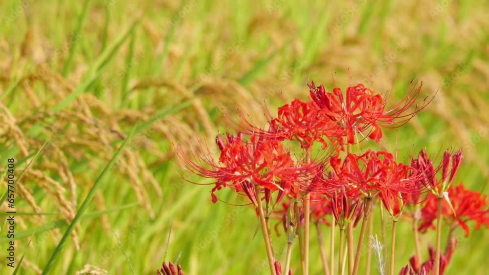 Asian rice and red spider lilies growing in autumn Asian rice and red spider lilies growing in autumn
