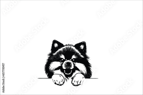 Curious Keeshond: A Vector Illustration of a Playful Dog Sneaking a Peek