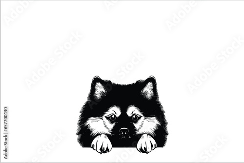 Playful Pup: Keeshond Portrait Capturing a Dog's Curiosity in Vector