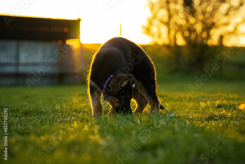 german shepherd puppy playing on the grass in the sunset photo