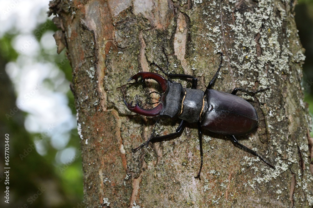 Macro photo of a european stag beetle with antlers climbing up a tree trunk