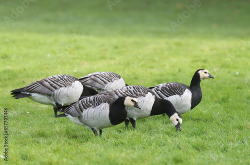 Photography Barnacle goose