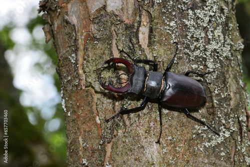 Obraz na płótnie Macro photo of a european stag beetle with antlers climbing up a tree trunk w salonie