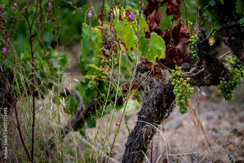 Production of grapes in the vineyards during spring in the Priorat appellation region in Catalonia in Spain