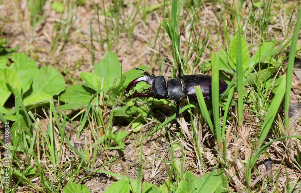 European stag beetle with large antlers crawls in tall green grass
