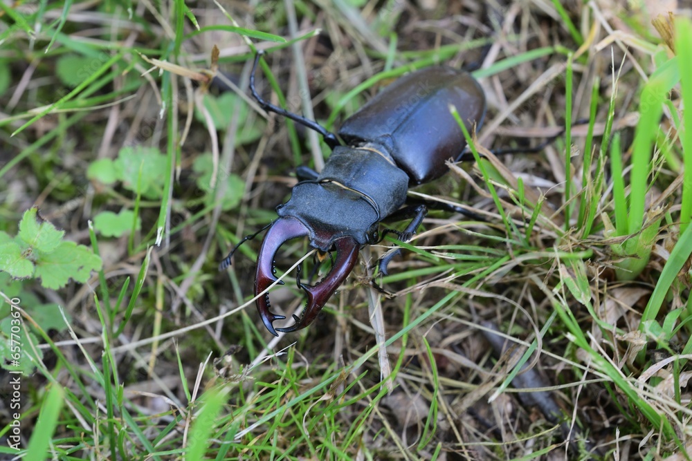 European stag beetle with large antlers crawls in tall green grass