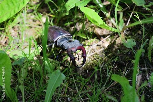 Obraz na płótnie European stag beetle with large antlers crawls in tall green grass w salonie