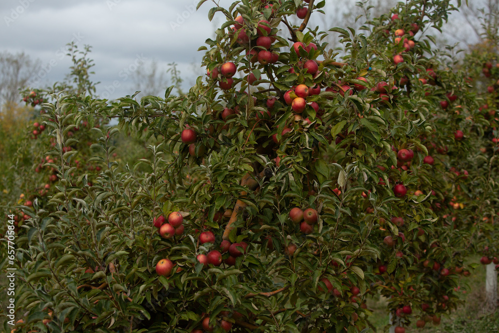 Red apples on apple tree in orchard. Ripe apples ready to harvest.