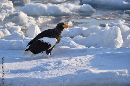 Bird watching with floating ices in winter