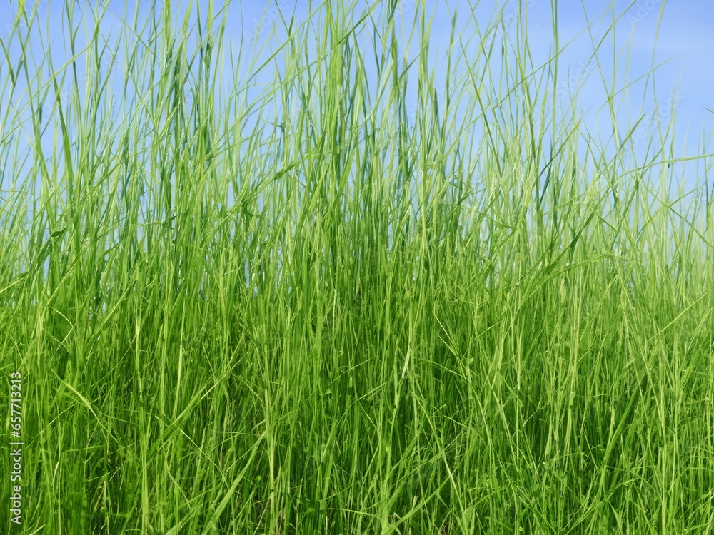 gras in the wind background