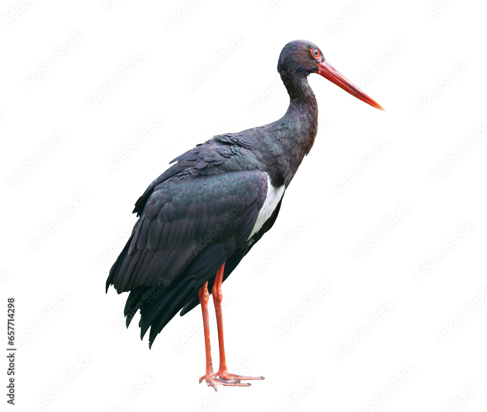 Fototapeta premium Black stork on a white background isolated