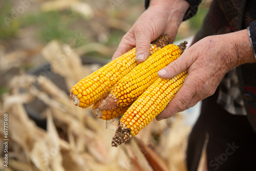 Farmer hands holding corn cobs on the corn field for harvest. Close up of a bucket with corn cobs in the field.