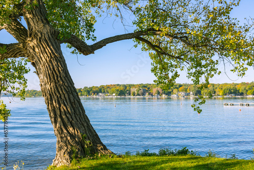 Fototapeta Naklejka Na Ścianę i Meble -  A large cottonwood tree framing Geneva Lake with Williams Bay, Wisconsin in the background in the autumn. 