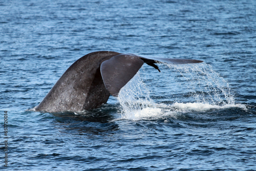 Fototapeta premium two dolphins jumping