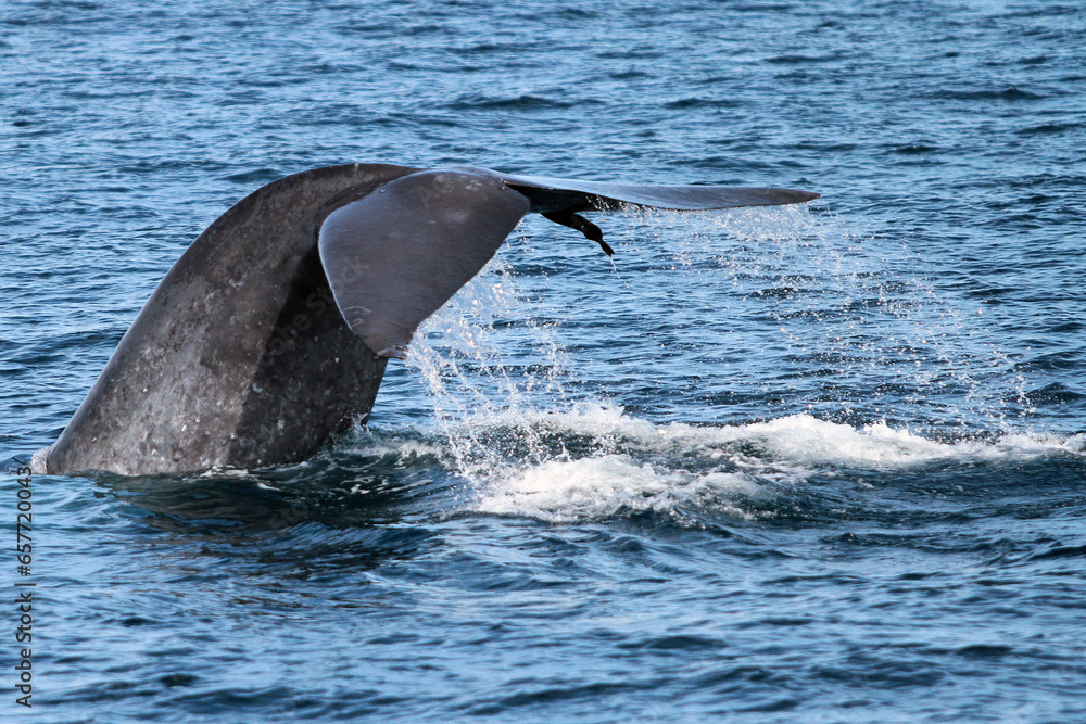 Naklejka premium dolphin jumping out of water
