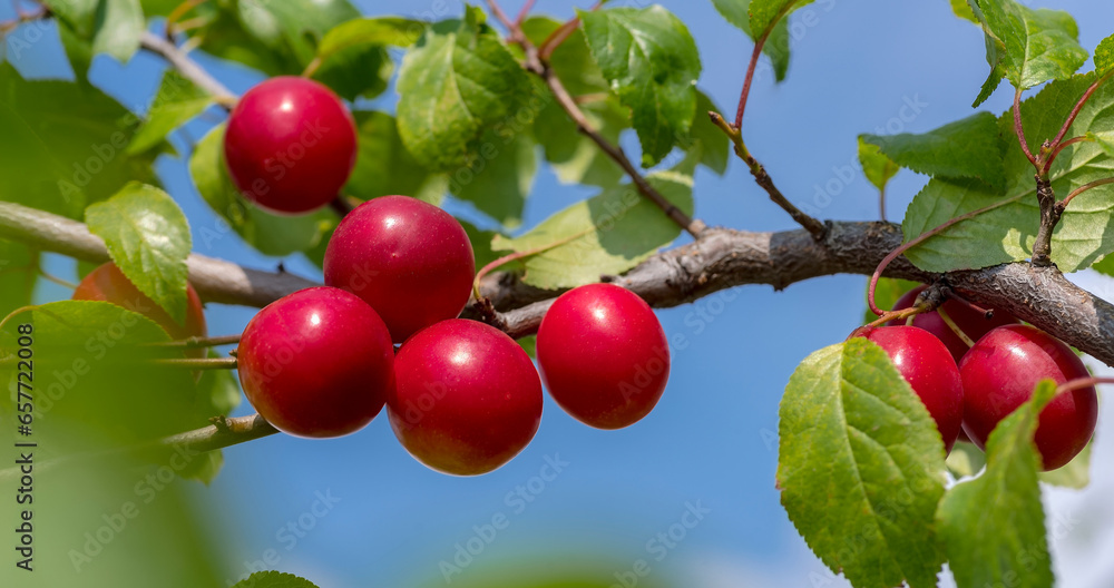 Czerwone śliwki mirabelki na drzewie. Zdziczałe  drzewa śliwy domowej ( Prunus domestica L.) pięknie owocujące w plenerze. Słodkie, pełne witamin i mikroelementów (etc.)  na tle nieba niebieskiego. - obrazy, fototapety, plakaty 