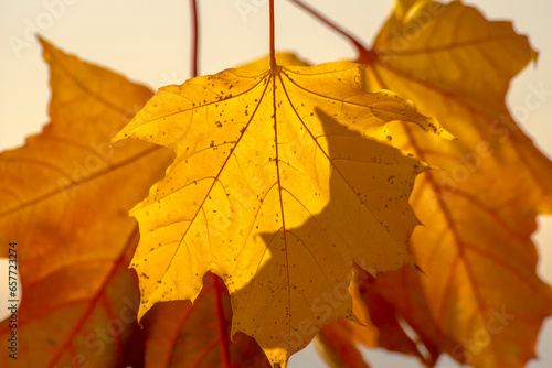 Złociste liście klonu przebarwione przez Polską Złotą Jesień , w promieniach jesiennego słońca w parku miejskim.