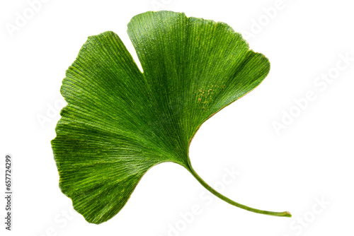 fresh leaves of the ginkgo biloba tree as part of natural medicine on white bacground