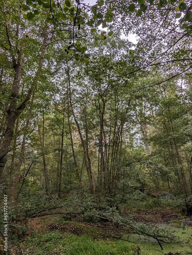 Naklejka premium Wald in Erfurt, Thüringen 