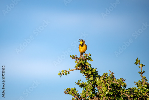 Adult male yellow-throated longclaw, macronyx croceus, perched in an acacia tree in the Masai Mara, Kenya. Blue sky background with space for text. photo