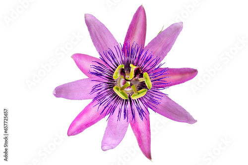Detailed close-up of a passion flower with the botanical name passiflora violacea taken in a studio against white background