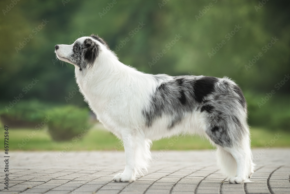 Outdoors photo of grey white blue merle border collie dog standing sideways in breed stack green summer park in background Outdoors photo of grey white blue merle border collie dog standing sideways in breed stack green summer park in background