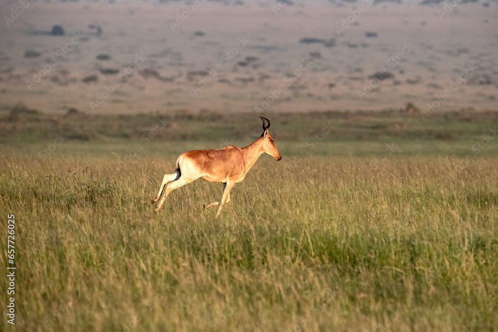 Coke's hartebeest, Alcelaphus buselaphus cokii, running in the lush grass of the Masai Mara. Early morning light. Coke's hartebeest, Alcelaphus buselaphus cokii, running in the lush grass of the Masai Mara. Early morning light.