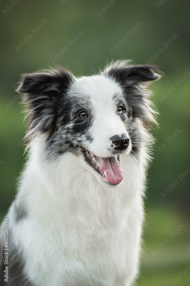 Portrait of grey white blue merle border collie with tongue out on green summer park background