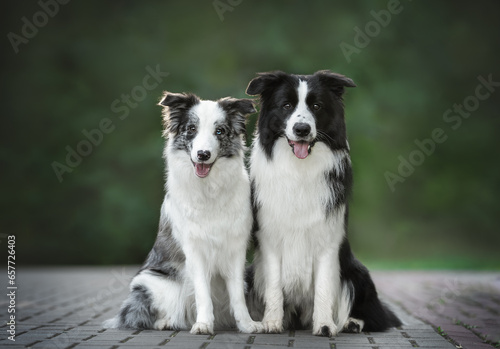 Fotobehang Outdoors photo of pair border collie dogs black white and blue merle sitting clo