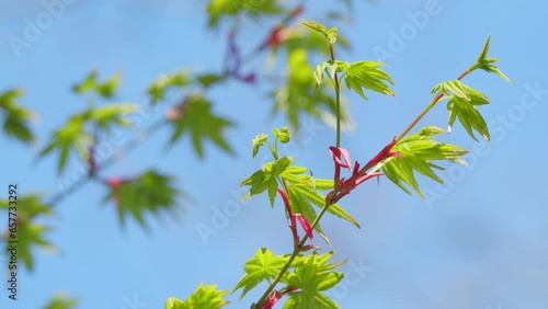 Spring Is Coming. Green Japanese Maple Tree Or Acer Palmatum. Green Japanese Maple Tree. Close up.