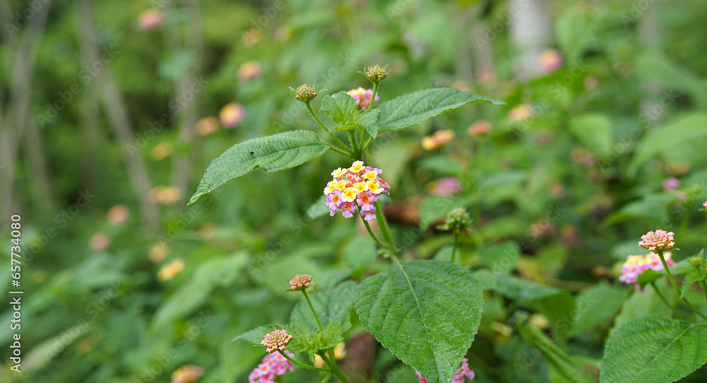 cute flowers blooming in the middle of tropical rainforest in the morning cute flowers blooming in the middle of tropical rainforest in the morning