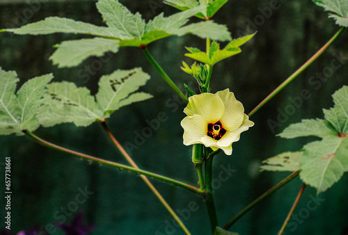 Ladies finger or okra plant flowering and fruiting in the pot garden .