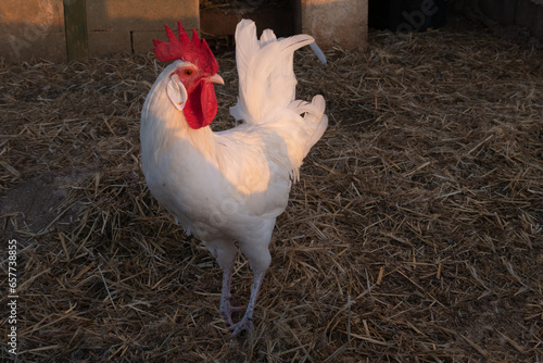 Vista de un gallo blanco en su gallinero. photo