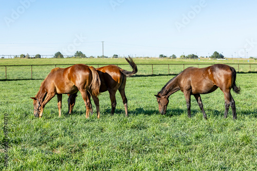 Three yearling Thoroughbred fillies in a lush, irrigated pasture in the American West. 
