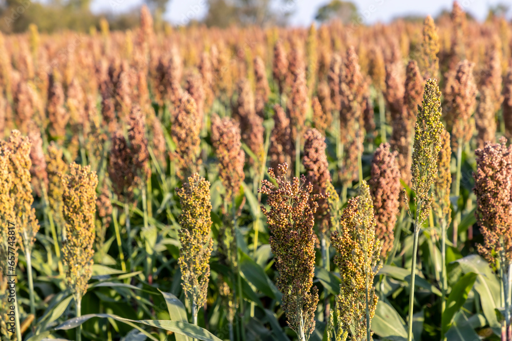 Millet cultivation in Friuli Venezia Giulia, Italy